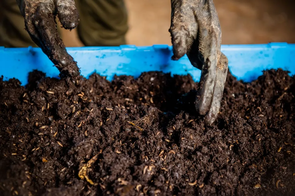 Organic fertilizer for farmers in Rwanda